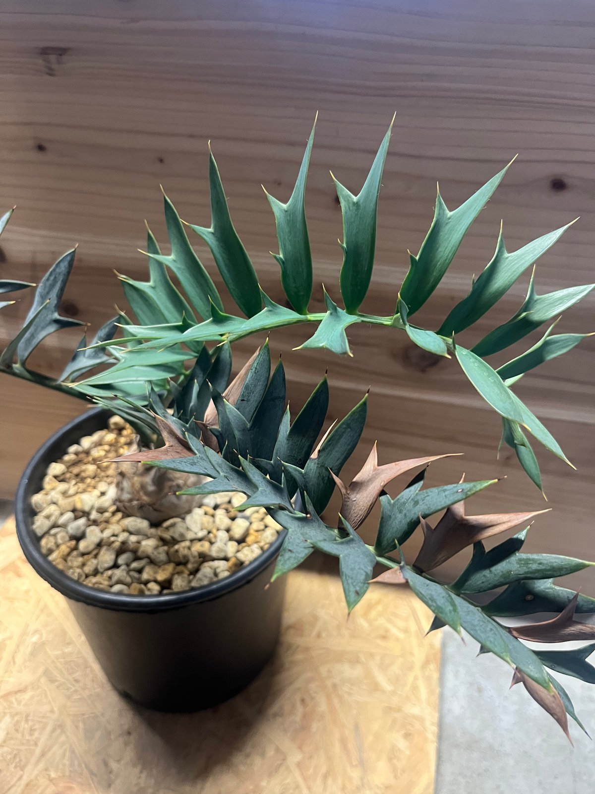 エンセファラルトス ホリダス | GREEN LUCK