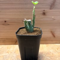 アデニア　ケラマンサス