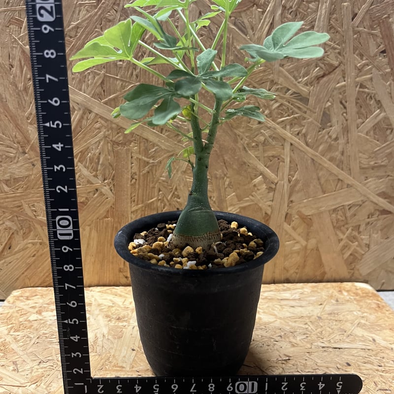 シャカリキ てる　アデニアグラウカ アデニア グラウカ | GREEN LUCK