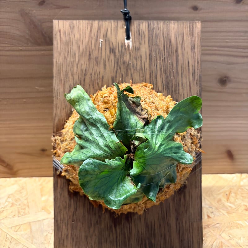 【届いてすぐ飾れる】ビカクシダ ワンダエ ドワーフ メッシュ板付 ビカクシダ ワンダエ ドワーフ | GREEN LUCK