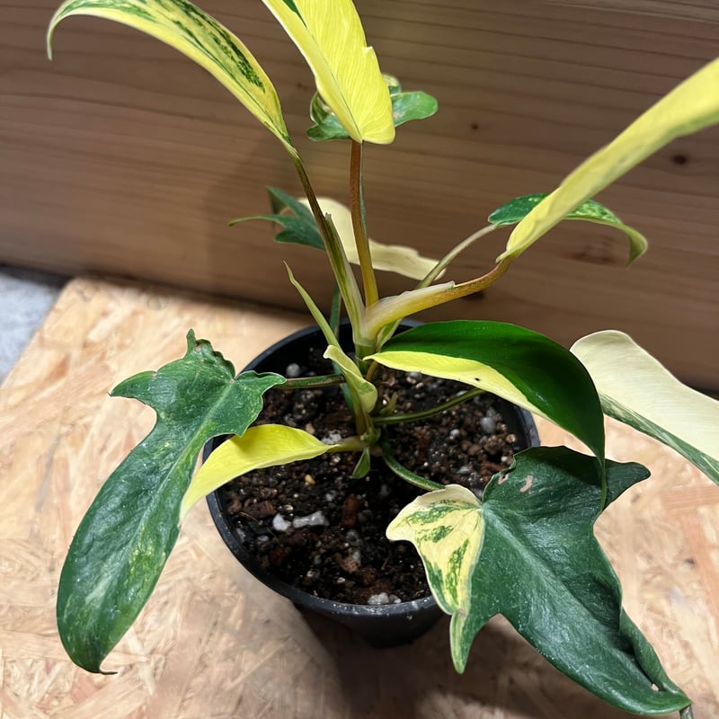 フィロデンドロン フロリダビューティー | GREEN LUCK