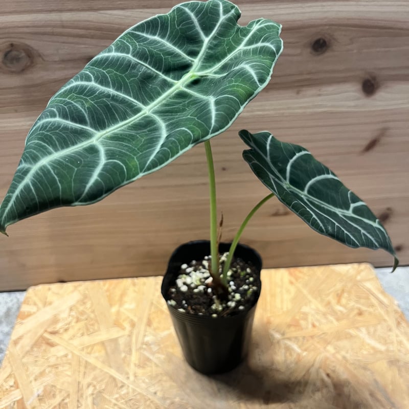 アロカシア ワトソニアナ 'ブラック' | GREEN LUCK