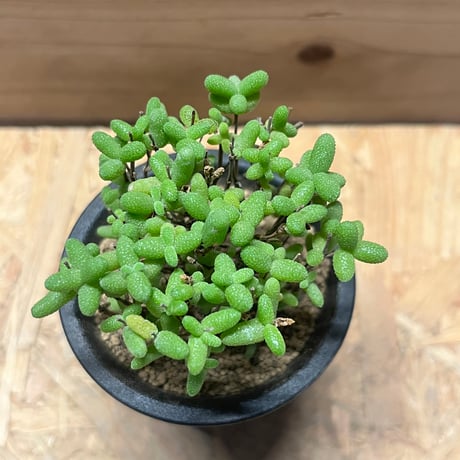 ドロサンテマム　エブレネウム　蜜橘