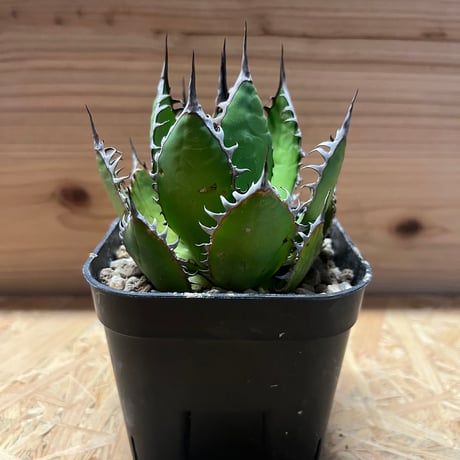 アガベ ホリダ agave horrida 3 【大株・美株】 | 多肉植物ハオルチア 