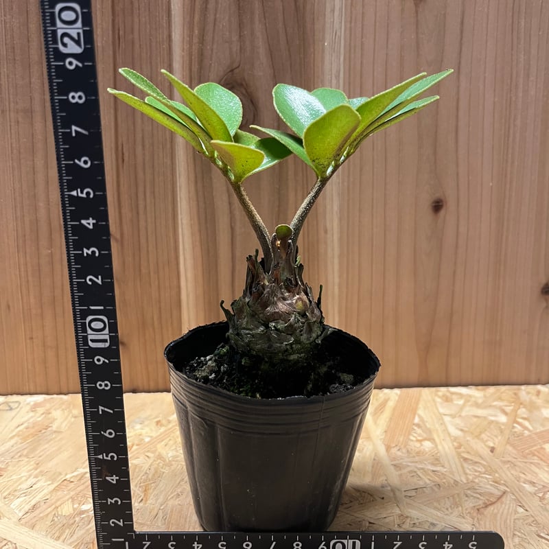 c*n様 ザミアフルフラセア（メキシコソテツ）厳選品　8寸 ザミア フルフラセア | GREEN LUCK