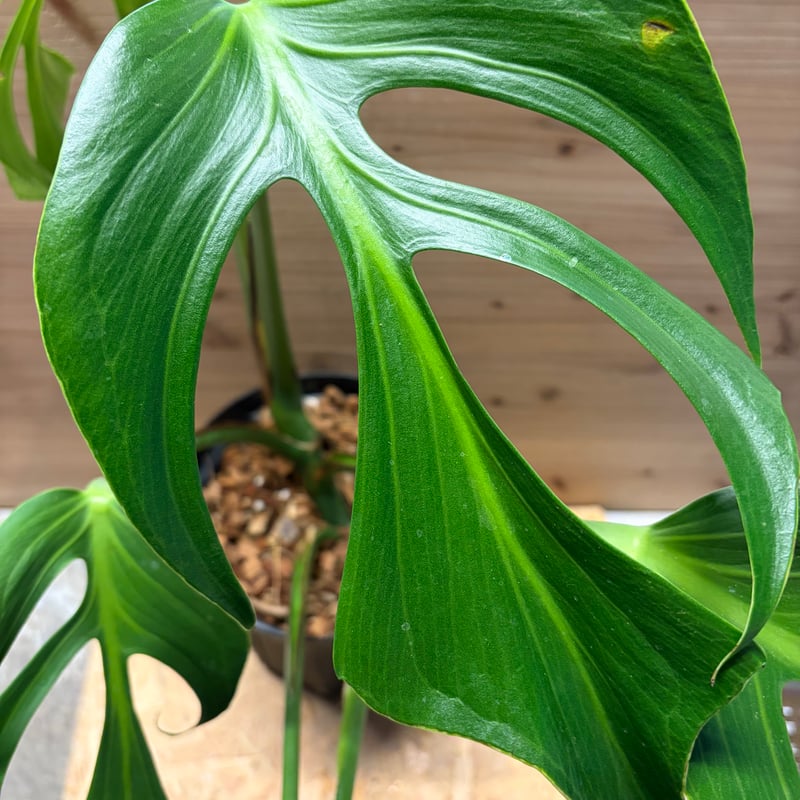 モンステラ 'バールマルクスフレーム' | GREEN LUCK