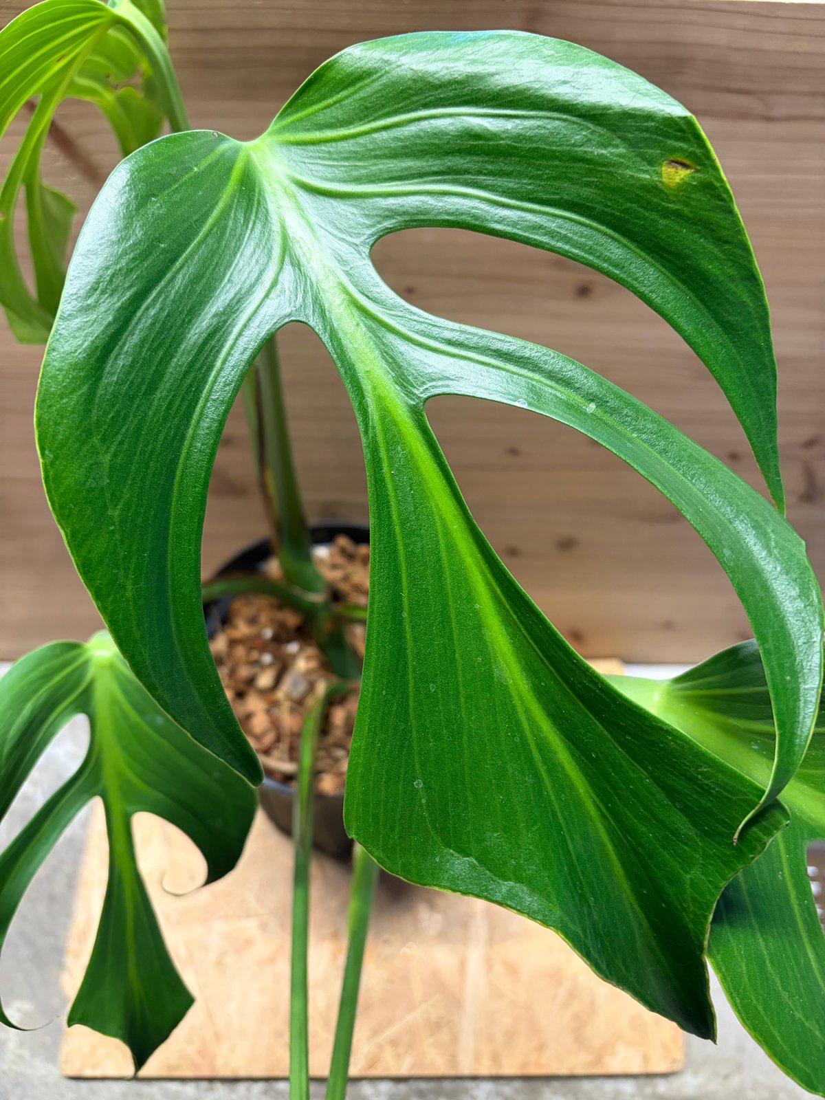 モンステラ 'バールマルクスフレーム' | GREEN LUCK