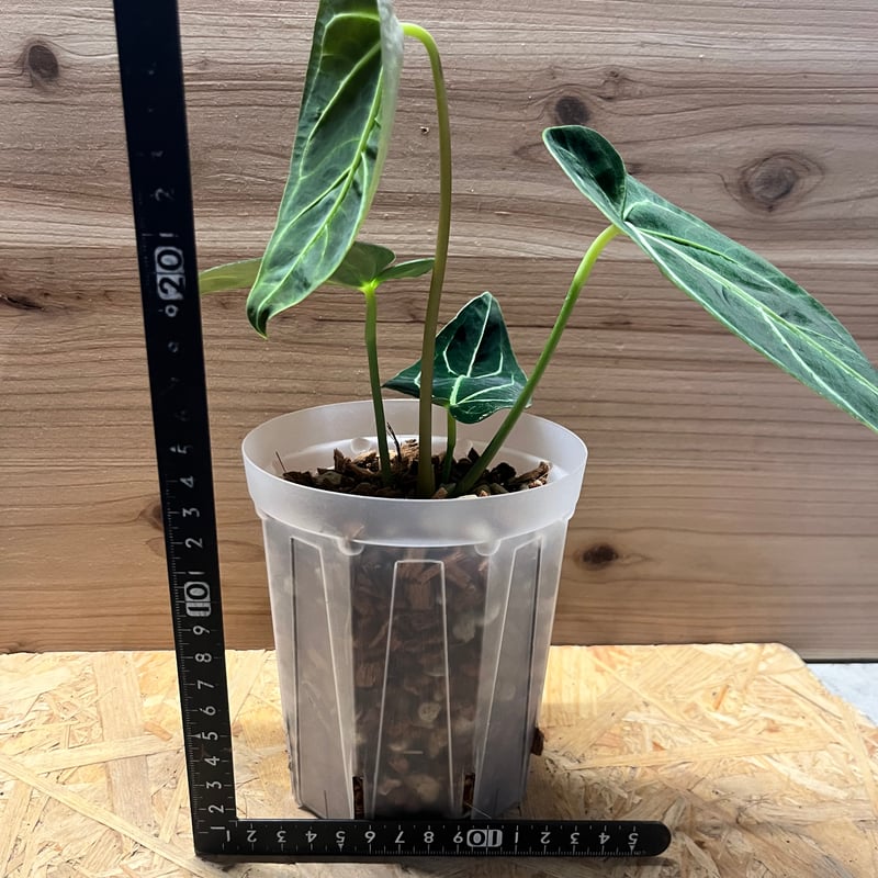 アンスリウム レガレ ダークフォーム | GREEN LUCK