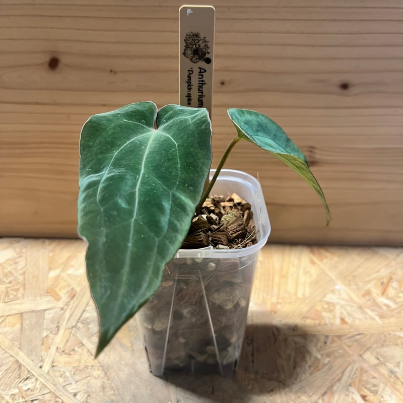 アンスリウム パンプキンスパイス×アントラキー（テズラ） | GREEN LUCK