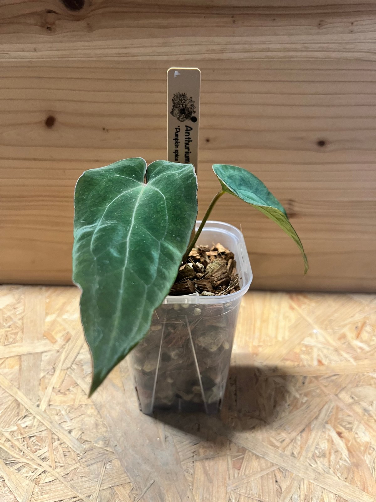 アンスリウム パンプキンスパイス×アントラキー（テズラ） | GREEN LUCK