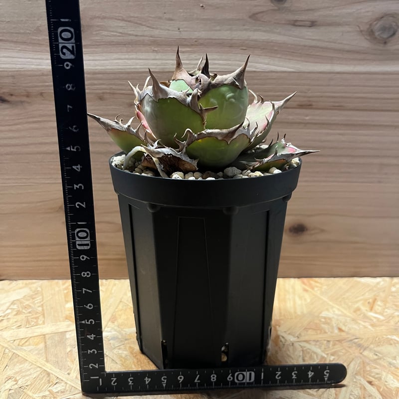 アガベ チタノタ イランシャーク | GREEN LUCK