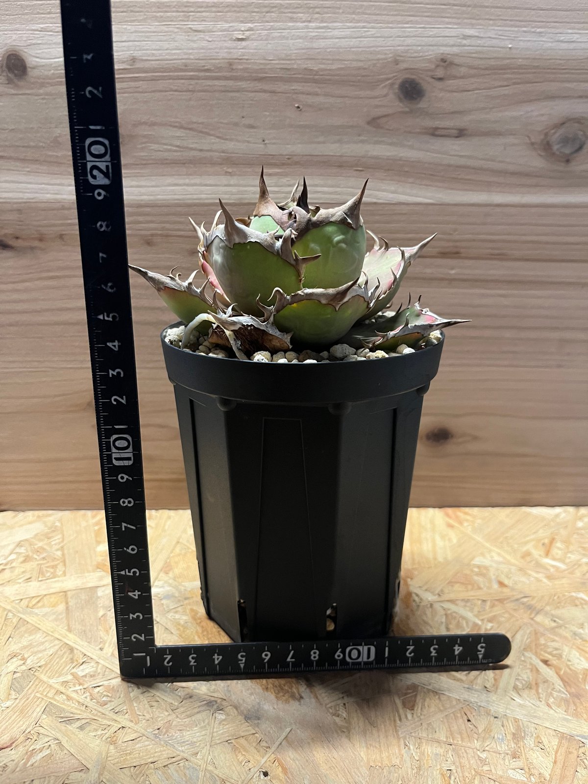 アガベ チタノタ イランシャーク | GREEN LUCK