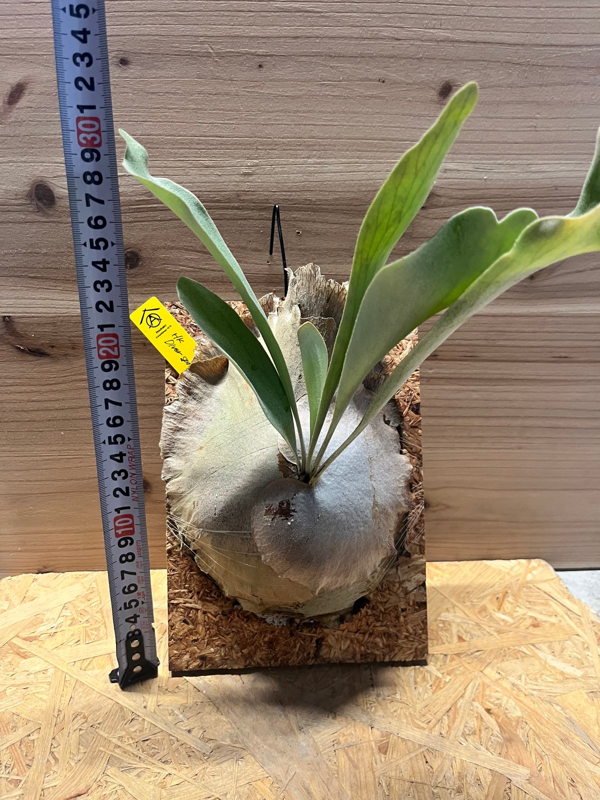 ビカクシダ ディバーシフォリウム スポア | GREEN LUCK