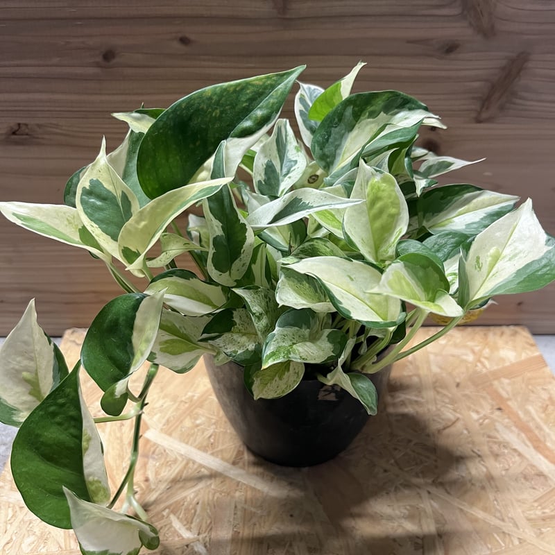 ポトス　グローバル 園芸ネット本店｜ポトス：グローバル 4号鉢入り* の通販【公式】