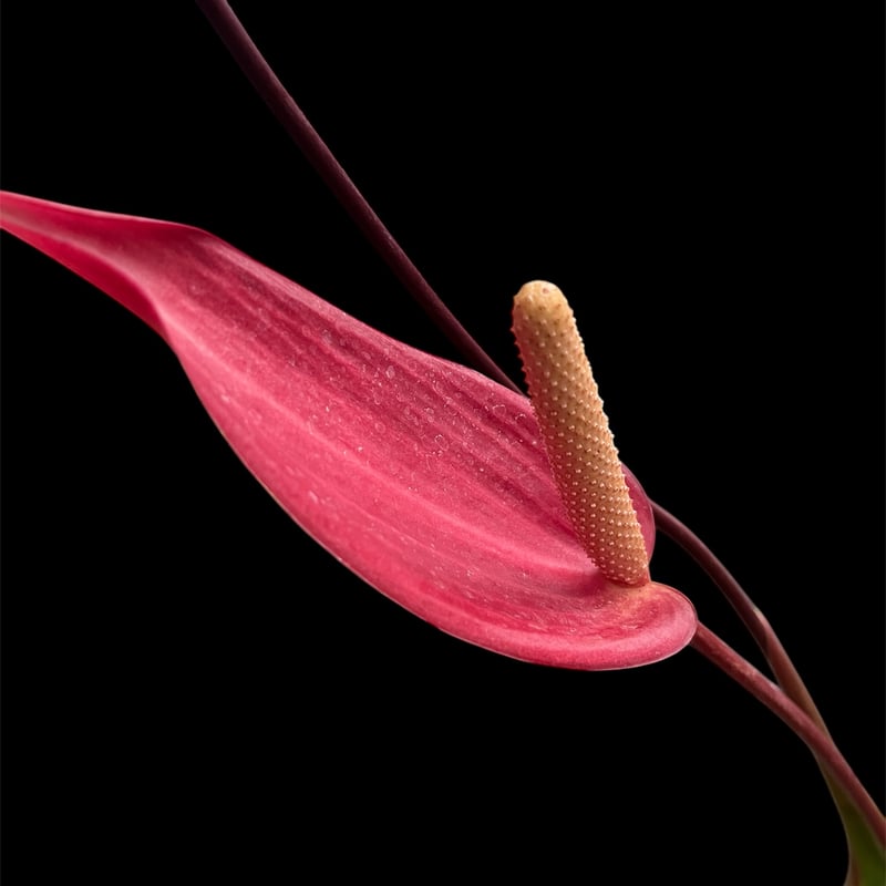 アンスリウム　ロムズレッド アンスリウム ロムズレッド | GREEN LUCK