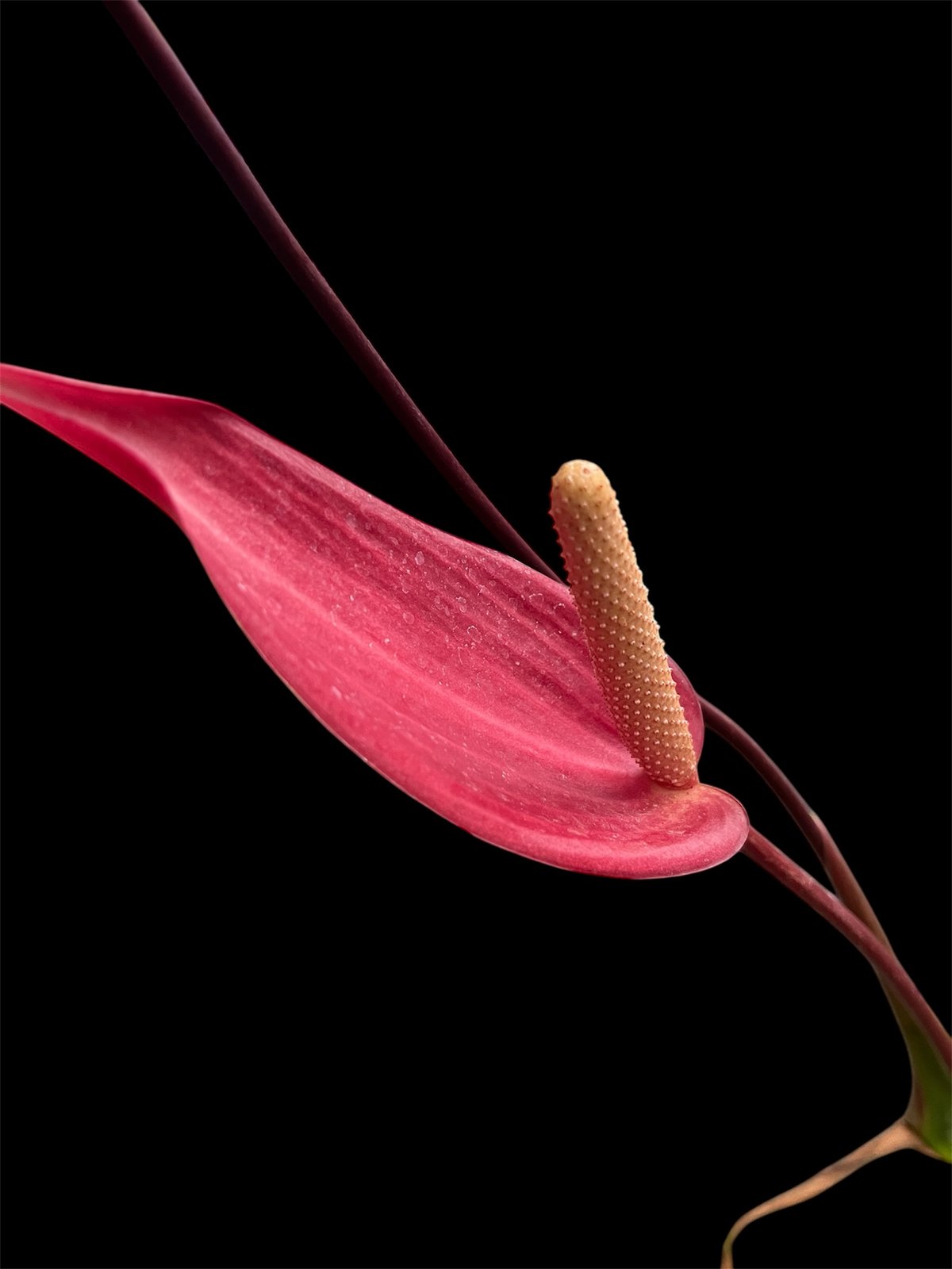 アンスリウム ロムズレッド | GREEN LUCK