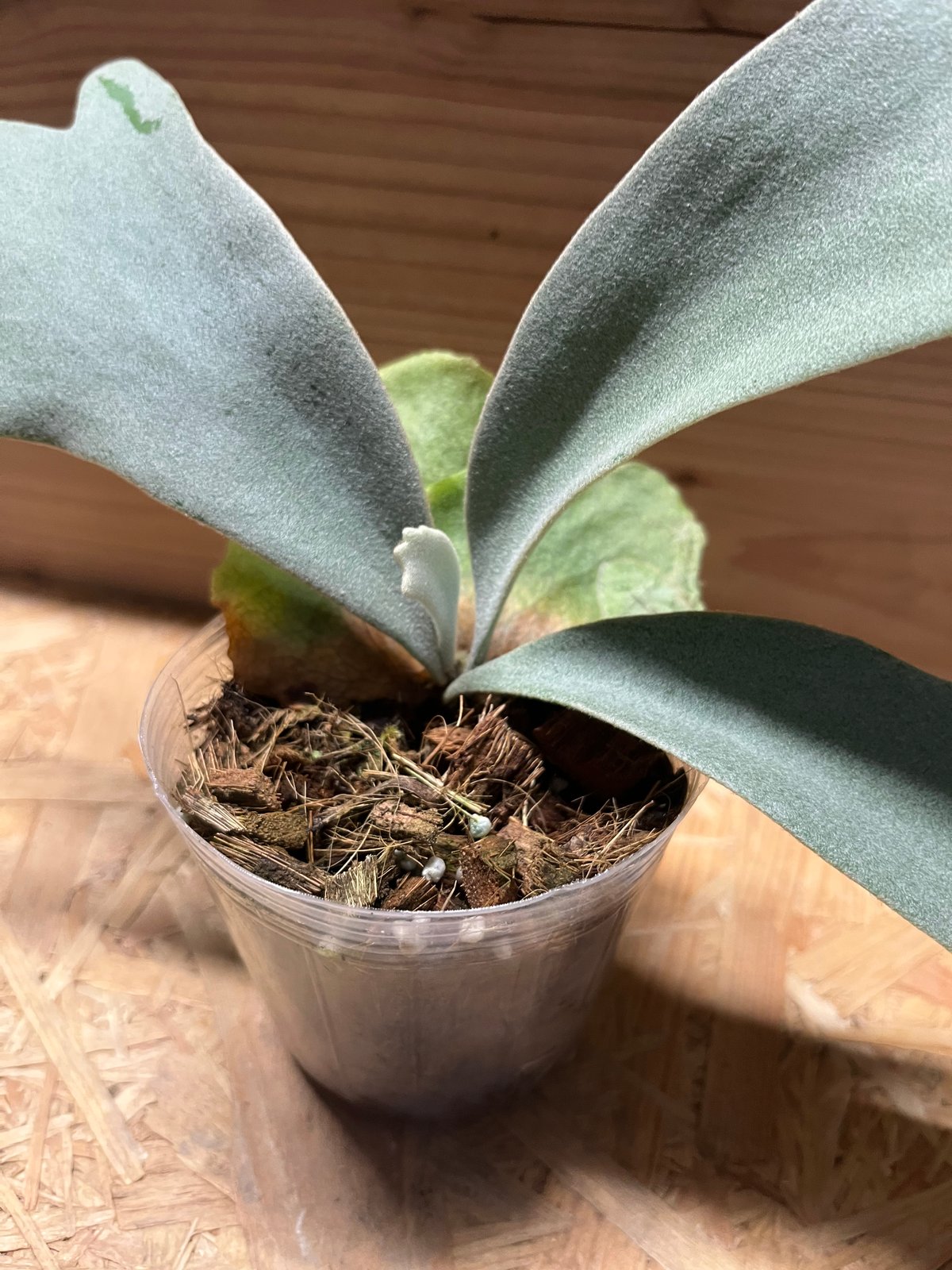 ビカクシダ ウィリンキー バリ | GREEN LUCK