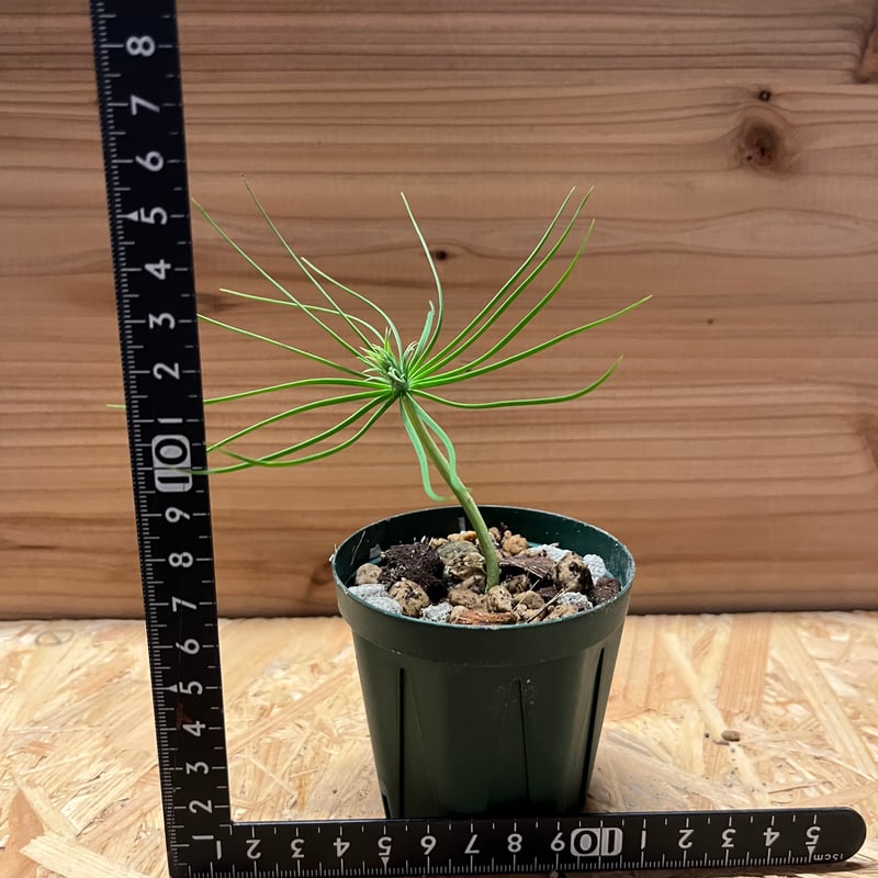 マルチネス ピニョンマツ | GREEN LUCK