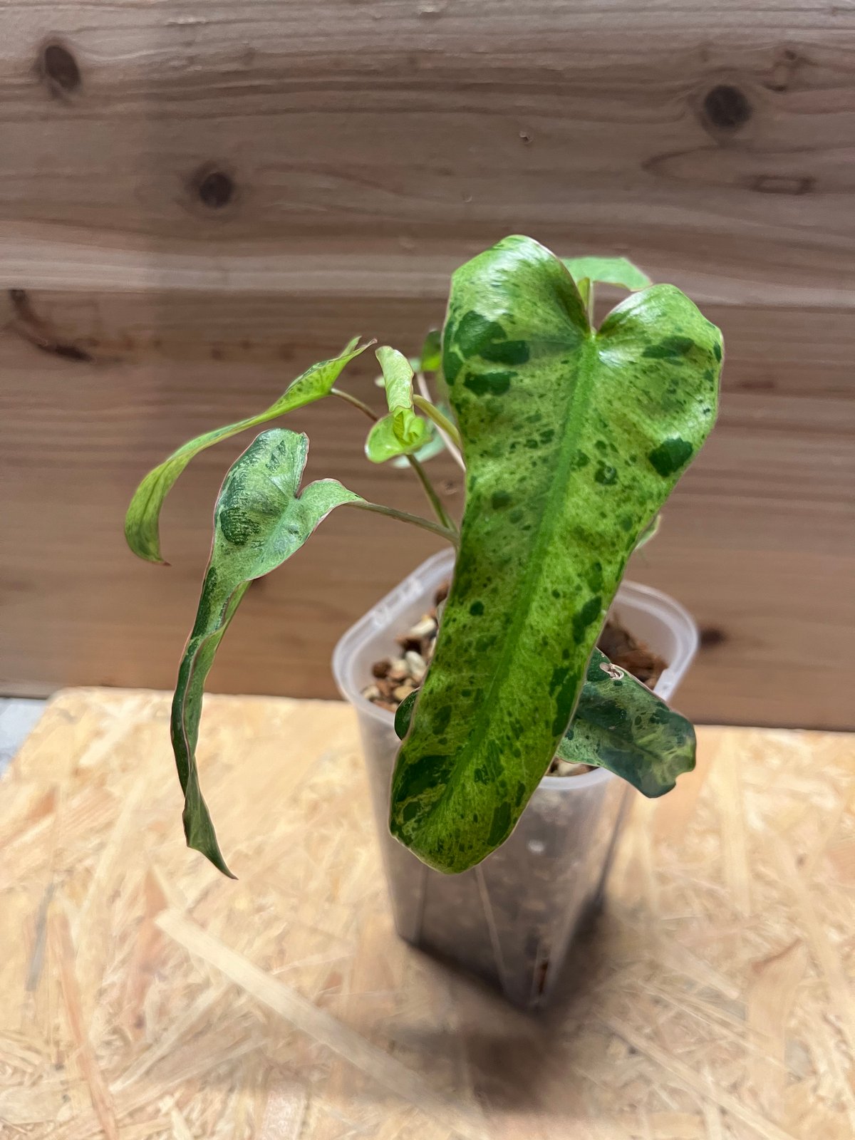 フィロデンドロン パライソベルデ バリエガータ | GREEN LUCK