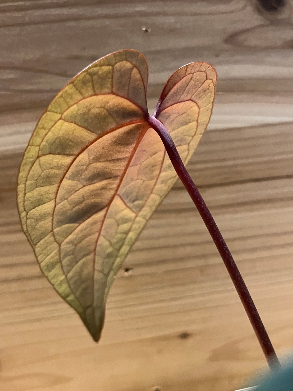 アンスリウム エースオブスペード ダークフォーム セルフ | GREEN LUCK