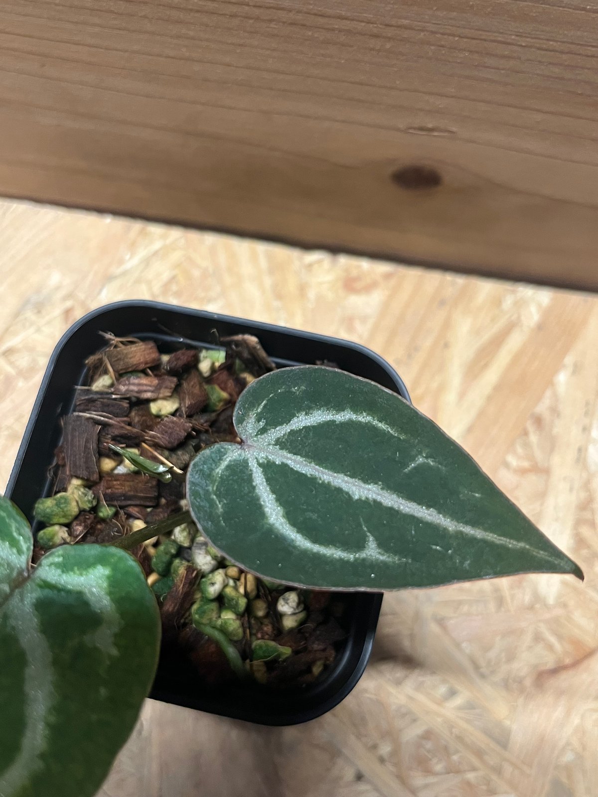 アンスリウム エンジェルズドリーム | GREEN LUCK