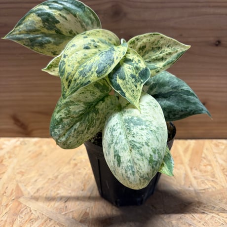 スキンダプサス | STORES