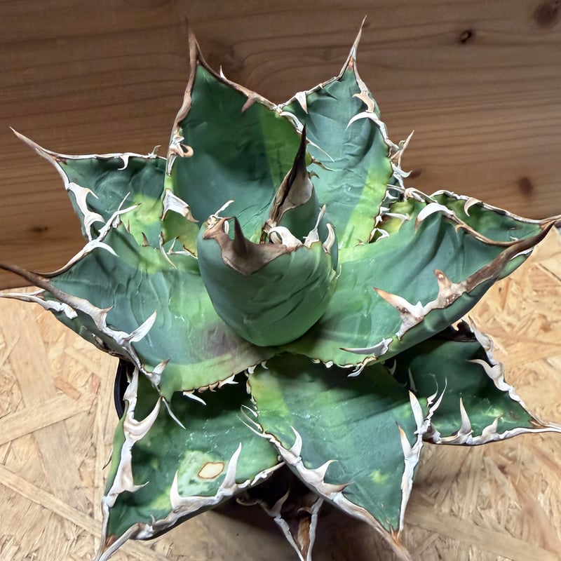 アガベ チタノタ 'ノーネーム' 斑入り | GREEN LUCK