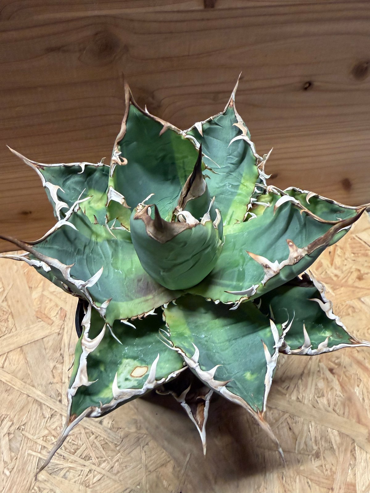 アガベ チタノタ 'ノーネーム' 斑入り | GREEN LUCK