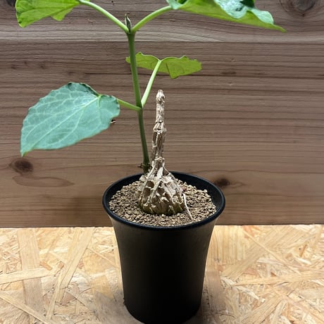 マテレアシクロフィラ | STORES