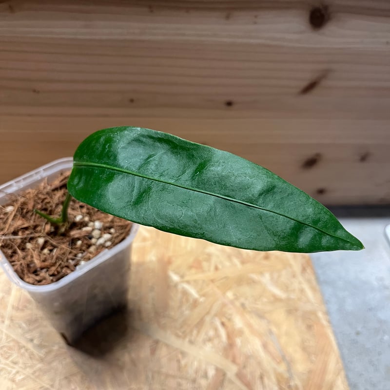 アンスリウム sp.モロナ | GREEN LUCK