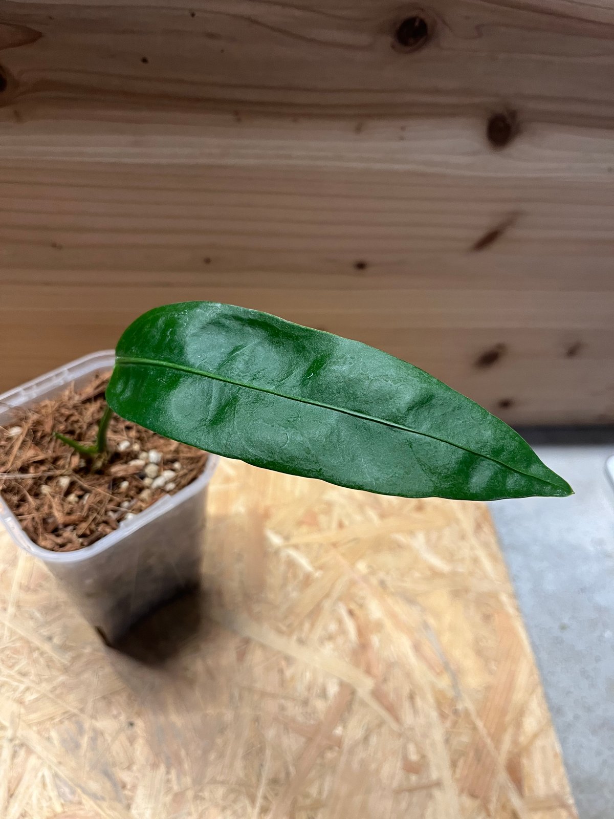アンスリウム モロナ Anthurium sp. morona アンスリウム sp.モロナ | GREEN LUCK