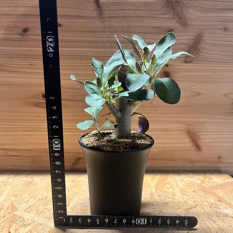 オトンナ トリプリネルビア | GREEN LUCK