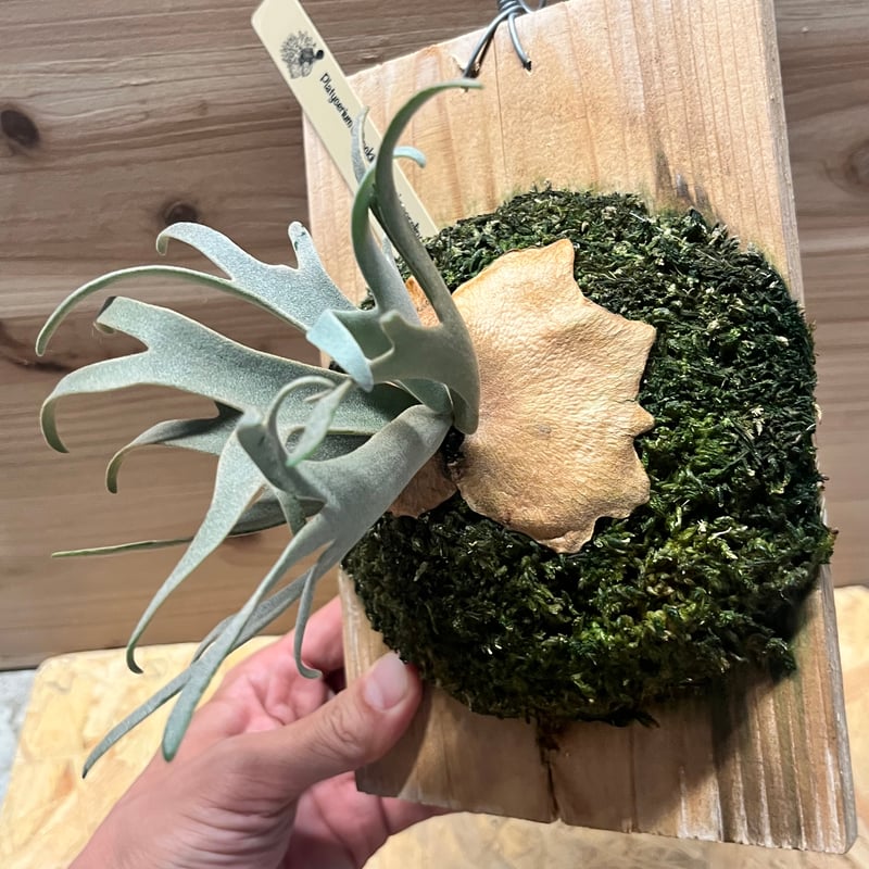 ビカクシダ　willinckii kaguya sporeling 2025.4/18〜】板付ビカクシダ P. willinckii 