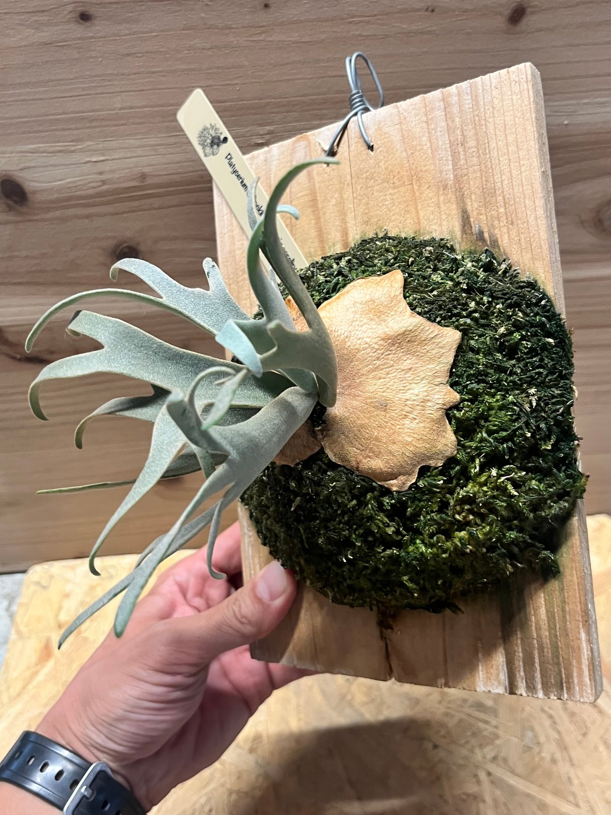 ビカクシダ ウィリンキー 'カグヤ' スポア | GREEN LUCK