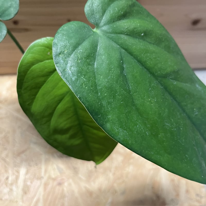 緑交ち葉型小猪口　　珍味入10客　　酢の物厳禁　　新品未使用 シンゴニウム チアペンス | GREEN LUCK