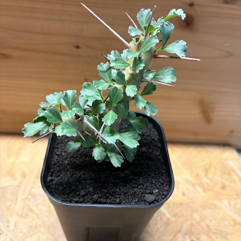 モンソニア クラシカウリス | GREEN LUCK