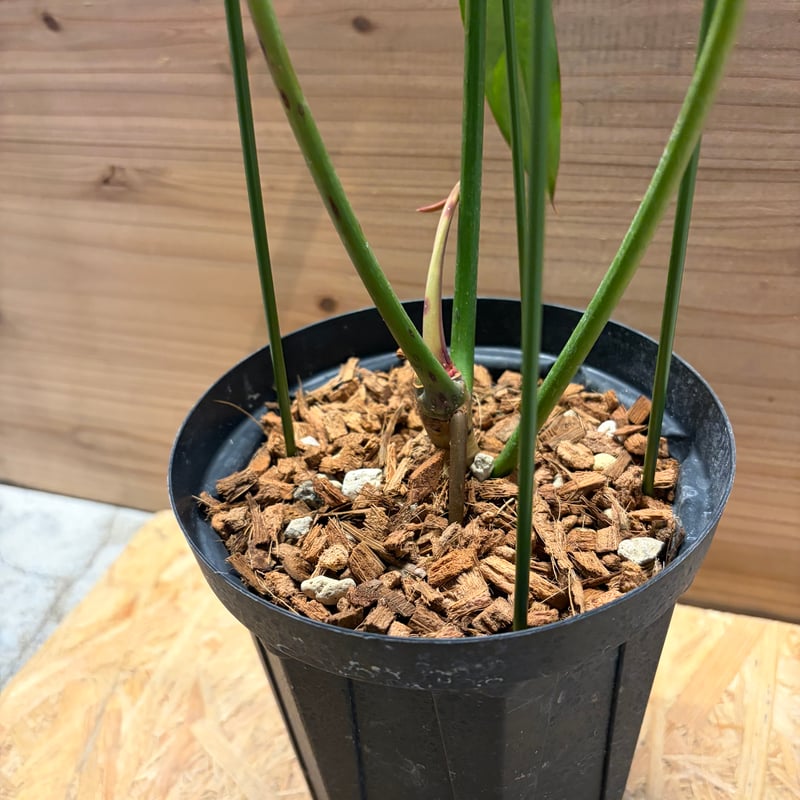 フィロデンドロン ロンギロバム 'レラノ ミヤノ' | GREEN LUCK