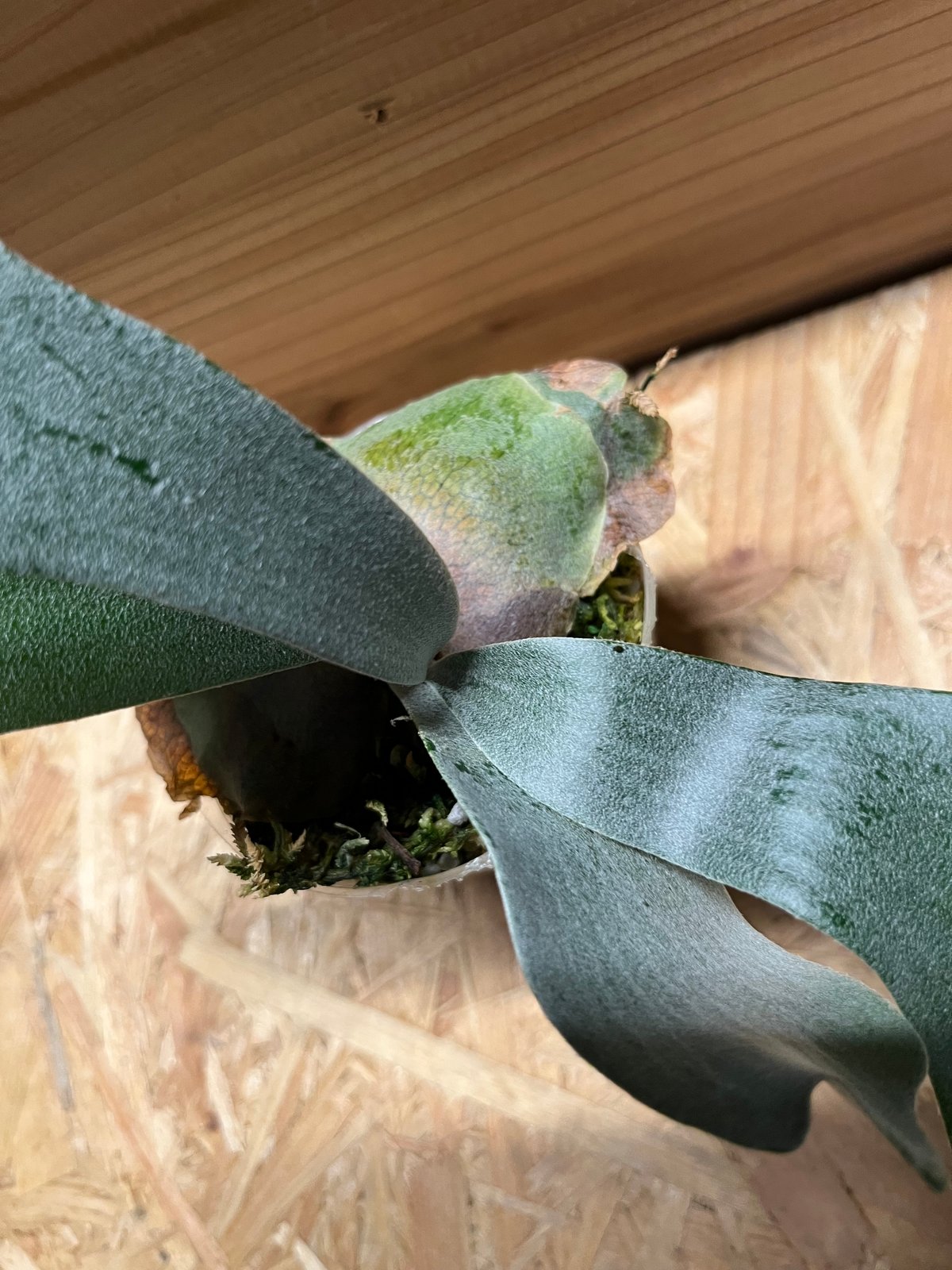 白ビフ ビカクシダ E-1 白ビフ sp.White | GREEN LUCK