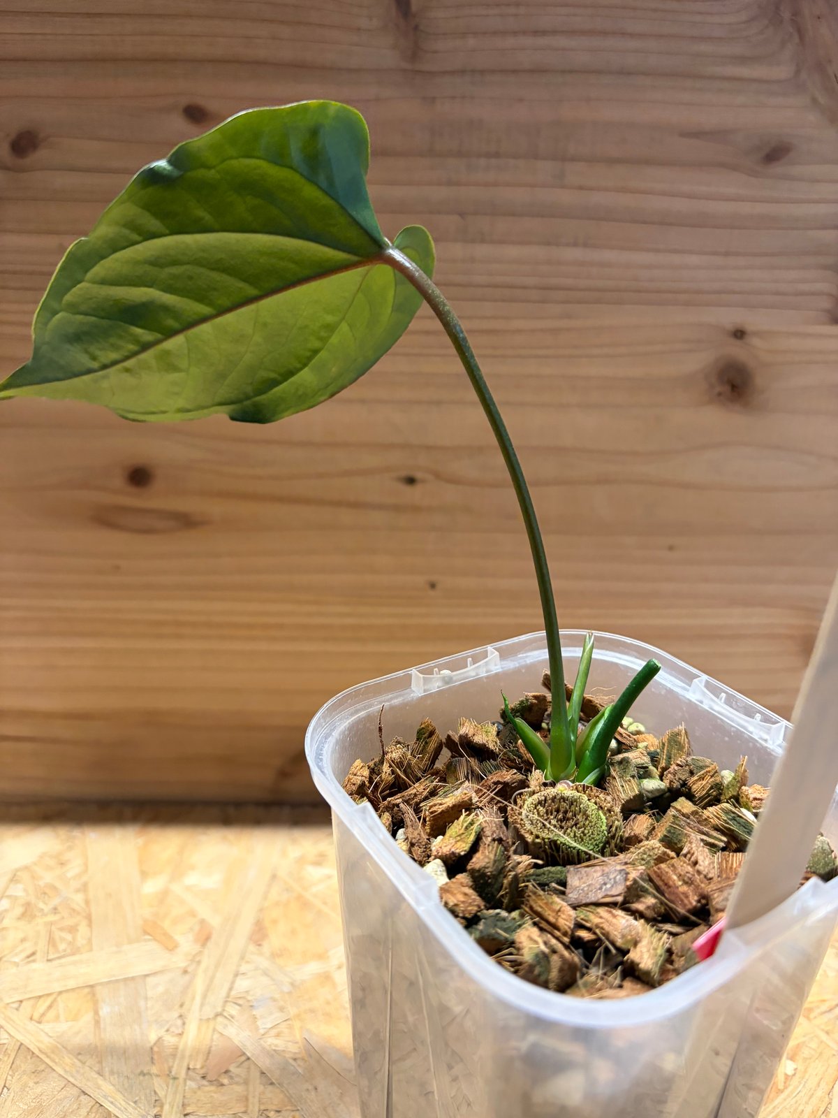 アンスリウム 'ロムズ ブラック' ディビジョン | GREEN LUCK