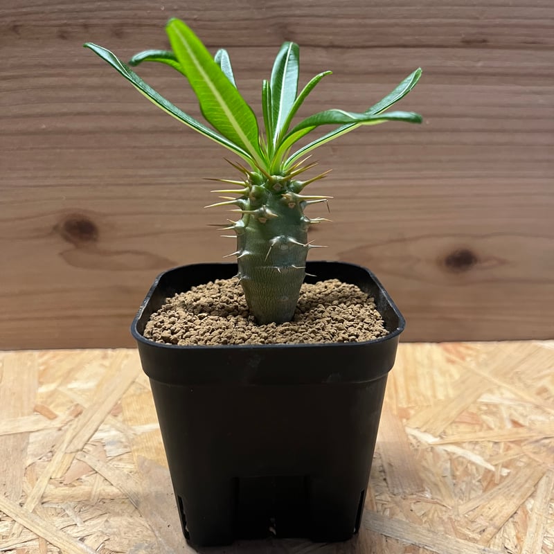 パキポディウム　アンボンゲンセ パキポディウム アンボンゲンセ | GREEN LUCK