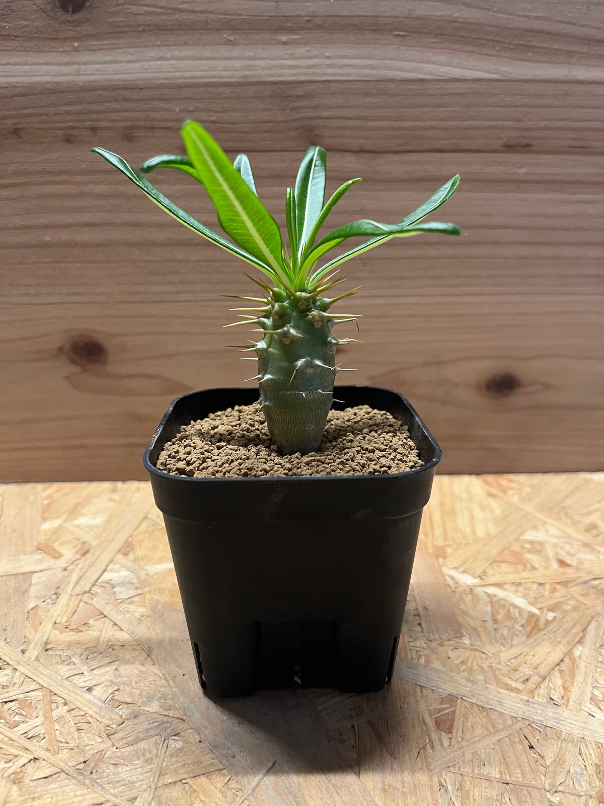 パキポディウム アンボンゲンセ | GREEN LUCK