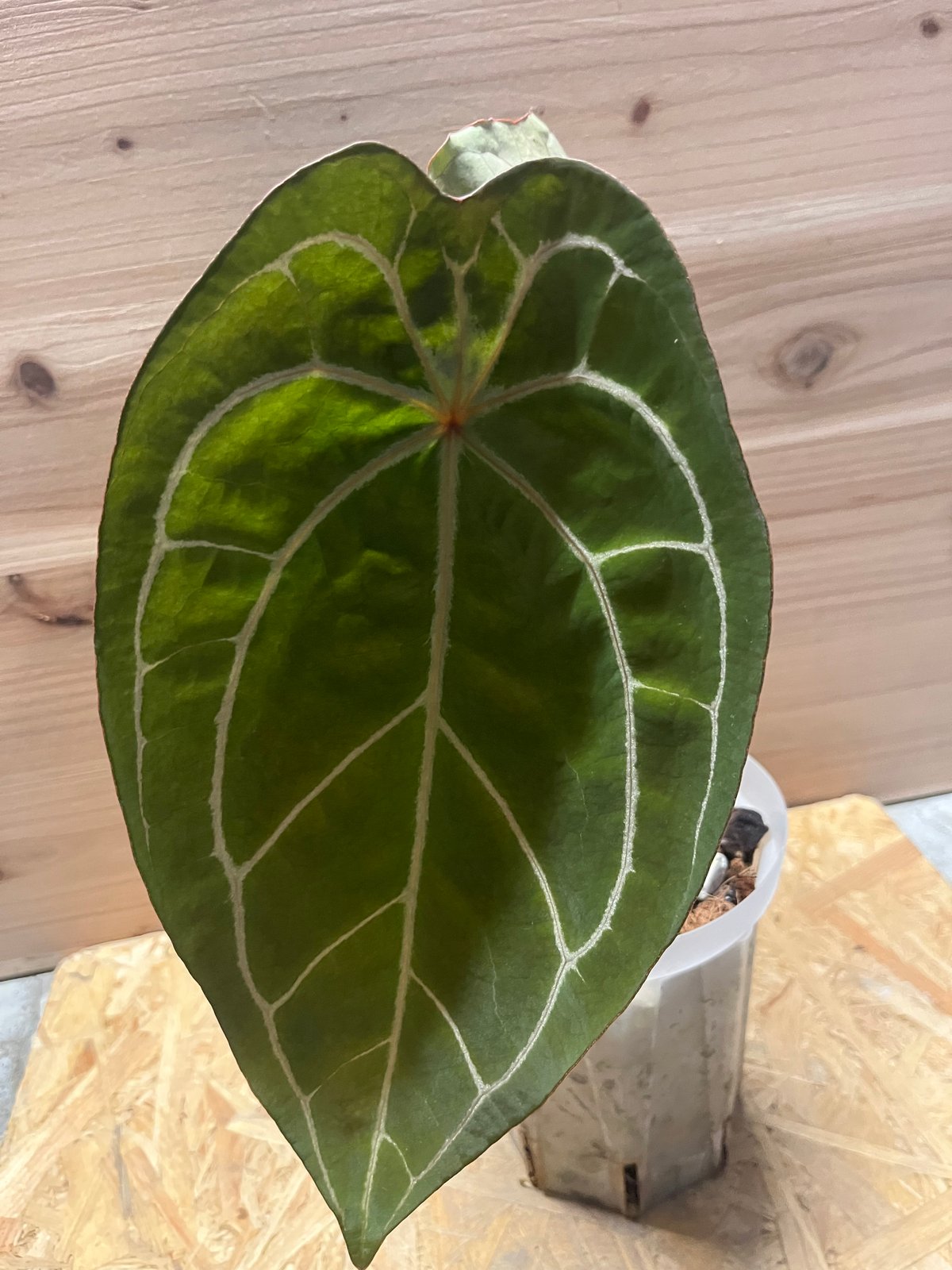 アンスリウム レッドスパイダー | GREEN LUCK