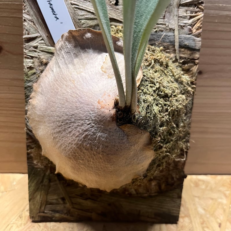 ビカクシダ メラメラ | GREEN LUCK