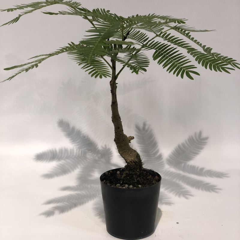 エバーフレッシュ 盆栽仕立て | GREEN LUCK