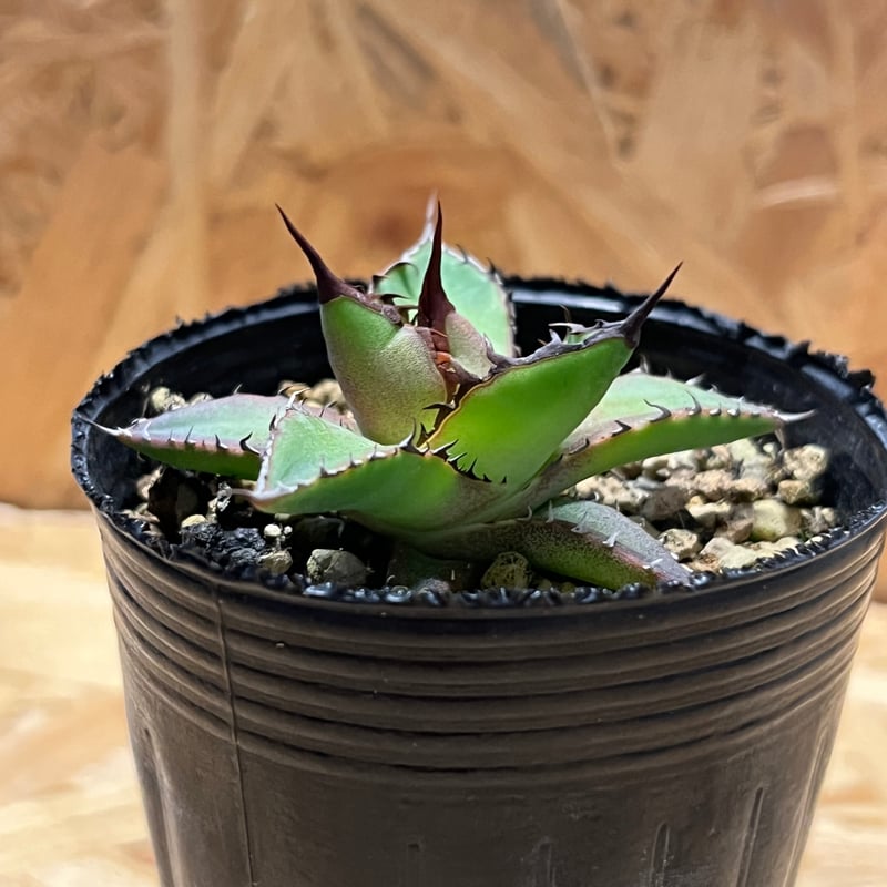 アガベ ホリダ　実生セット アガベ ホリダ 実生セット