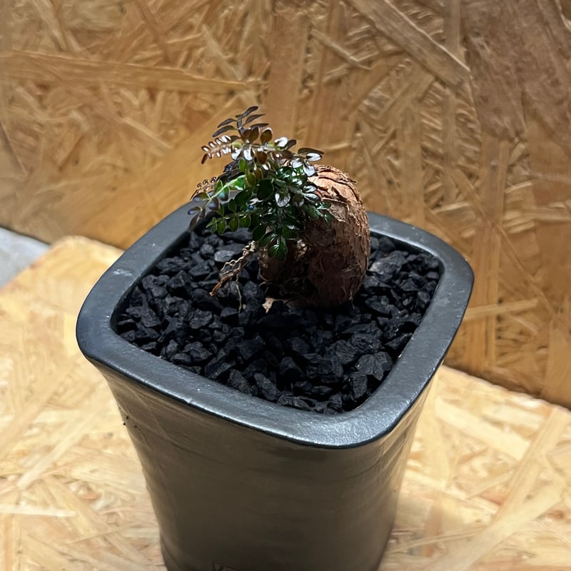 オペルクリカリア デカリー 根挿し 鉢付発送 オペルクリカリア デカリー根差し×伝市鉢 | GREEN LUCK