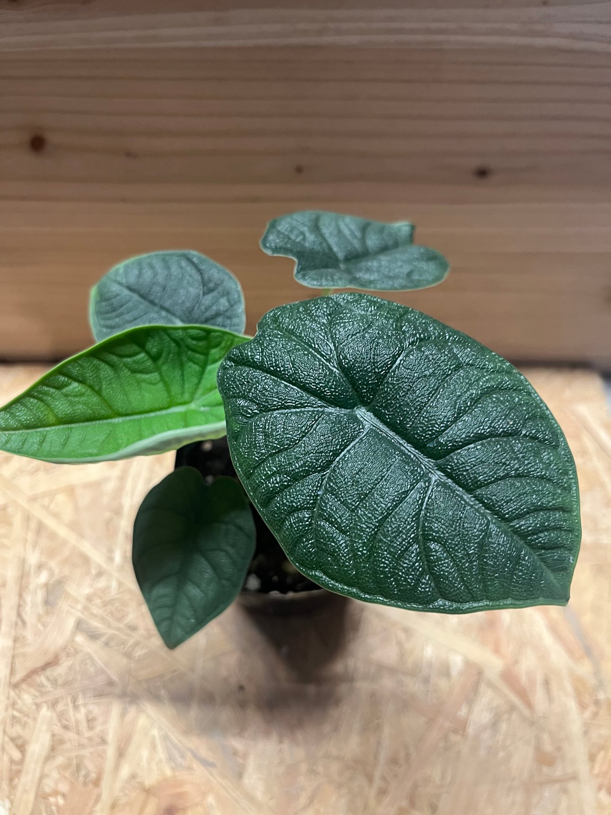 アロカシア メロ オーレア fit=scale-down,w=1200