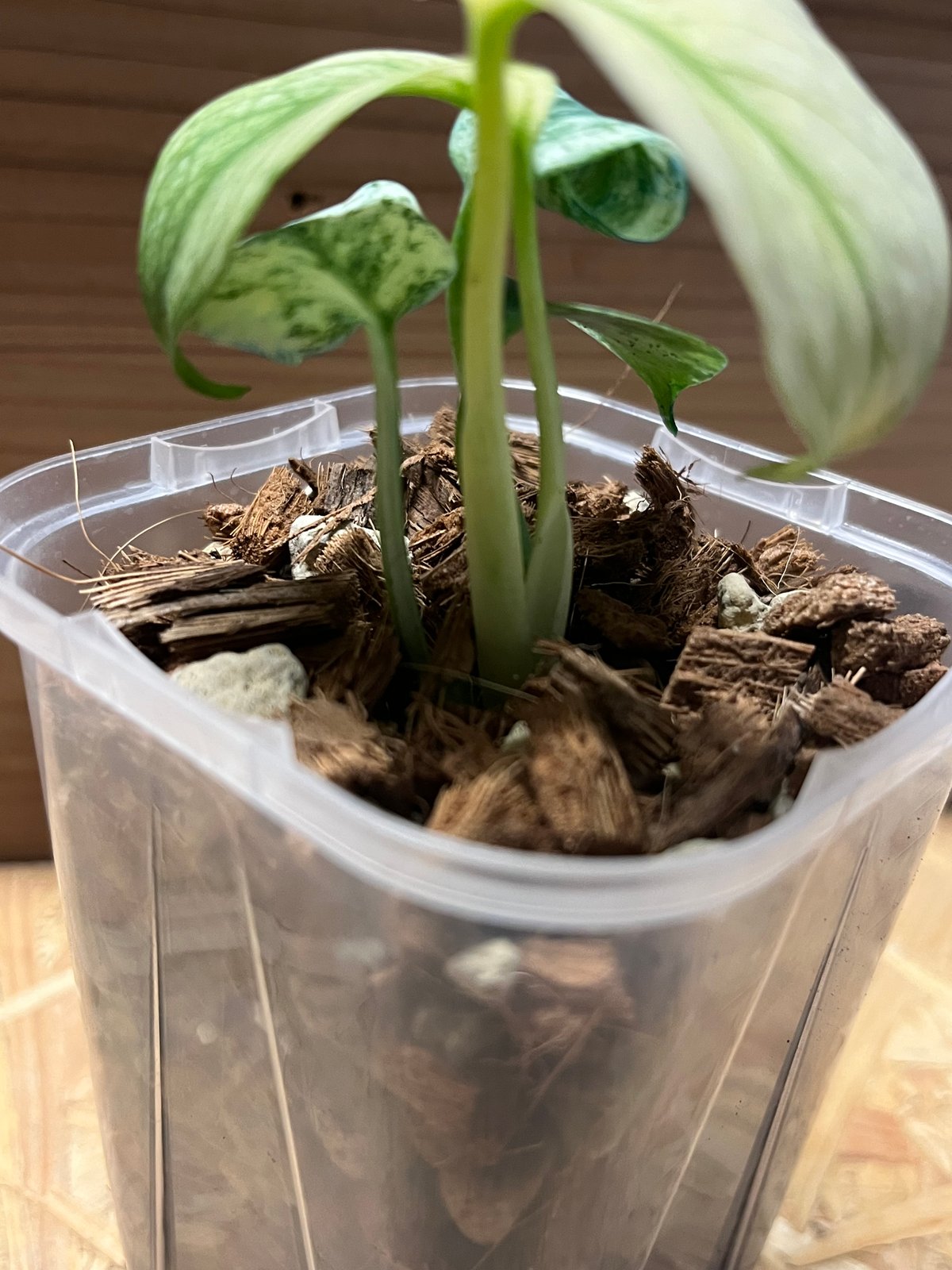 ワタル　モンステラ50 斑入　ホワイトスノー　デリシオーサ　葉付き発根済 ワタル様専用 モンステラ50 斑入 ホワイトスノー デリシオーサ