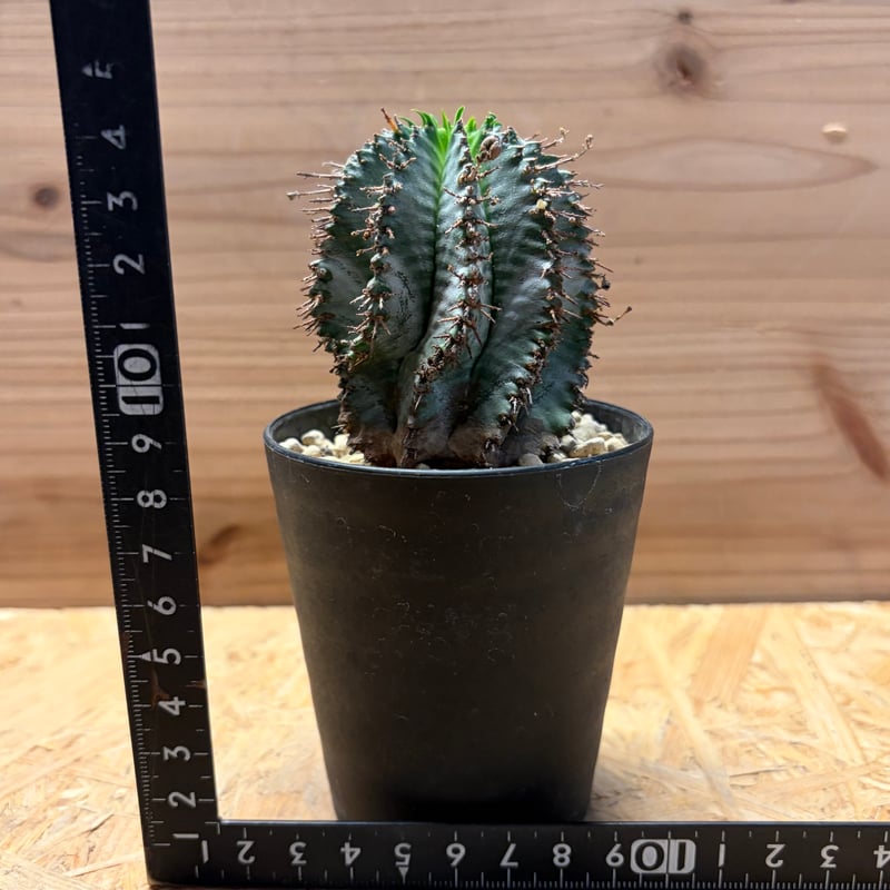 ユーフォルビア ホリダ | GREEN LUCK