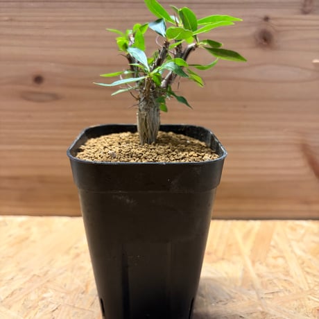 フォークイエリアファシクラータ | STORES